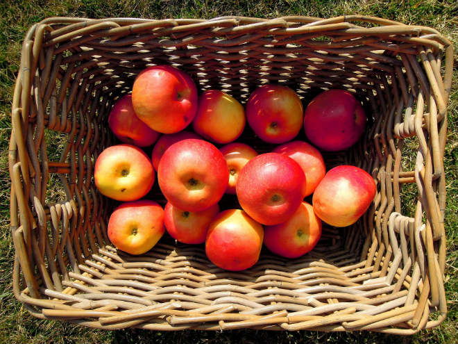 Vergers pour faire la cueillette de pommes en Mauricie