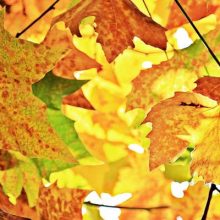 automne-slider-feuilles-TM