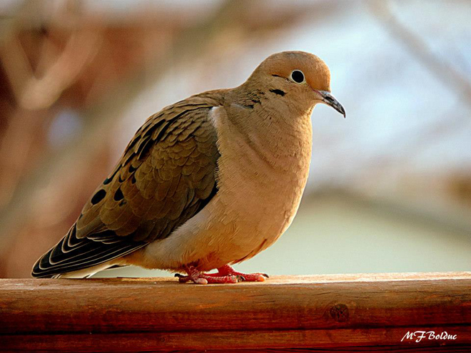 Observation Doiseaux Plus De 10 Sites Dobservation