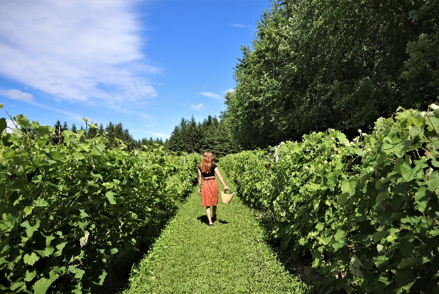 vignoble domaine gelinas