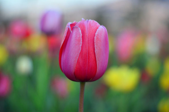 tulipes-tm
