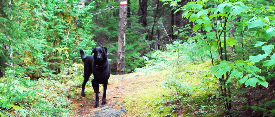 Camping Avec Son Chien En Mauricie 32 Endroits Qui Les