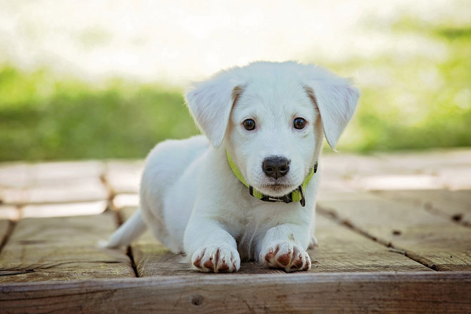 32 Chalets En Mauricie Qui Acceptent Les Chiens Pour Votre