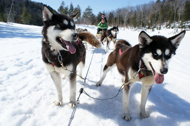 Traîneau à Chiens En Mauricie Expérimentez Une Randonnée
