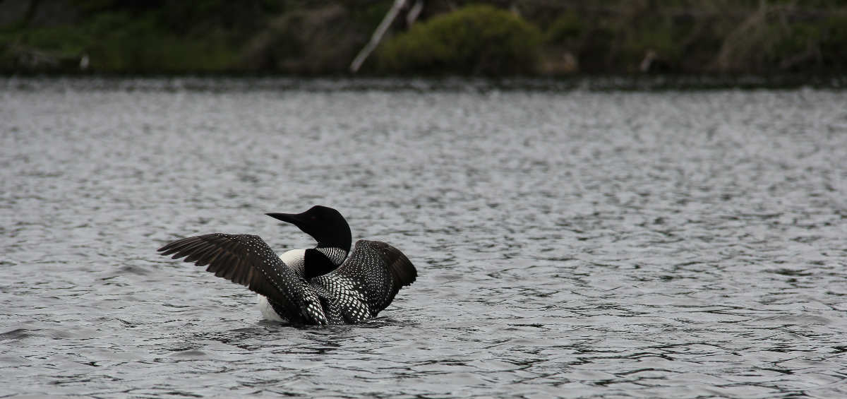 LacÉdouard un endroit plein d’histoires à découvrir! Tourisme Mauricie