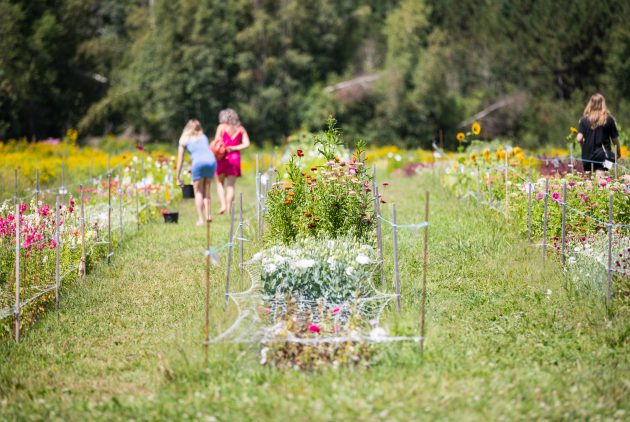 autocueillette de fleurs en mauricie