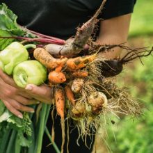 Jardin potager et légumes de saison au Québec