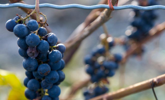 vignobles en mauricie, vin local