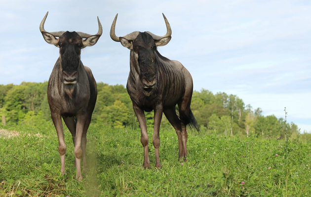 Ranch Dupont Tourisme Mauricie Tourisme Mauricie