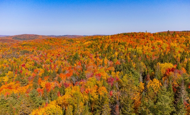 foret automne mauricie